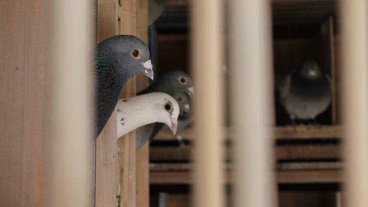 Las competencias de palomas mensajeras tienen lugar entre junio y noviembre (Lihue Althabe)