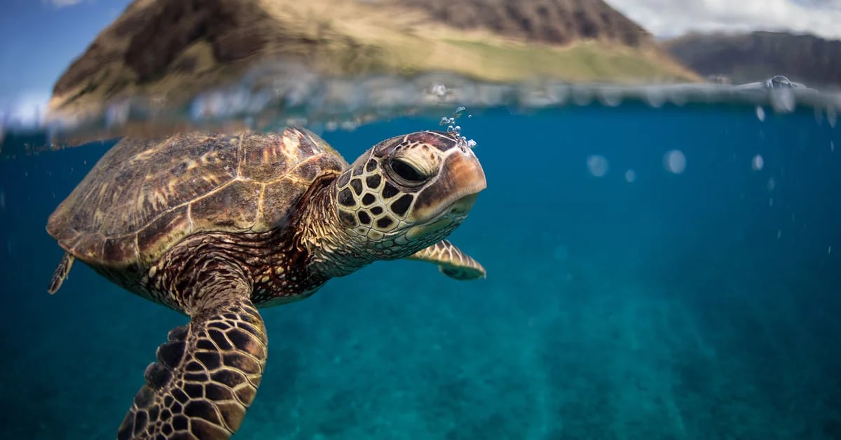 Eksperci od długowieczności: Dlaczego żółwie prawie się starzeją według badań 100 naukowców