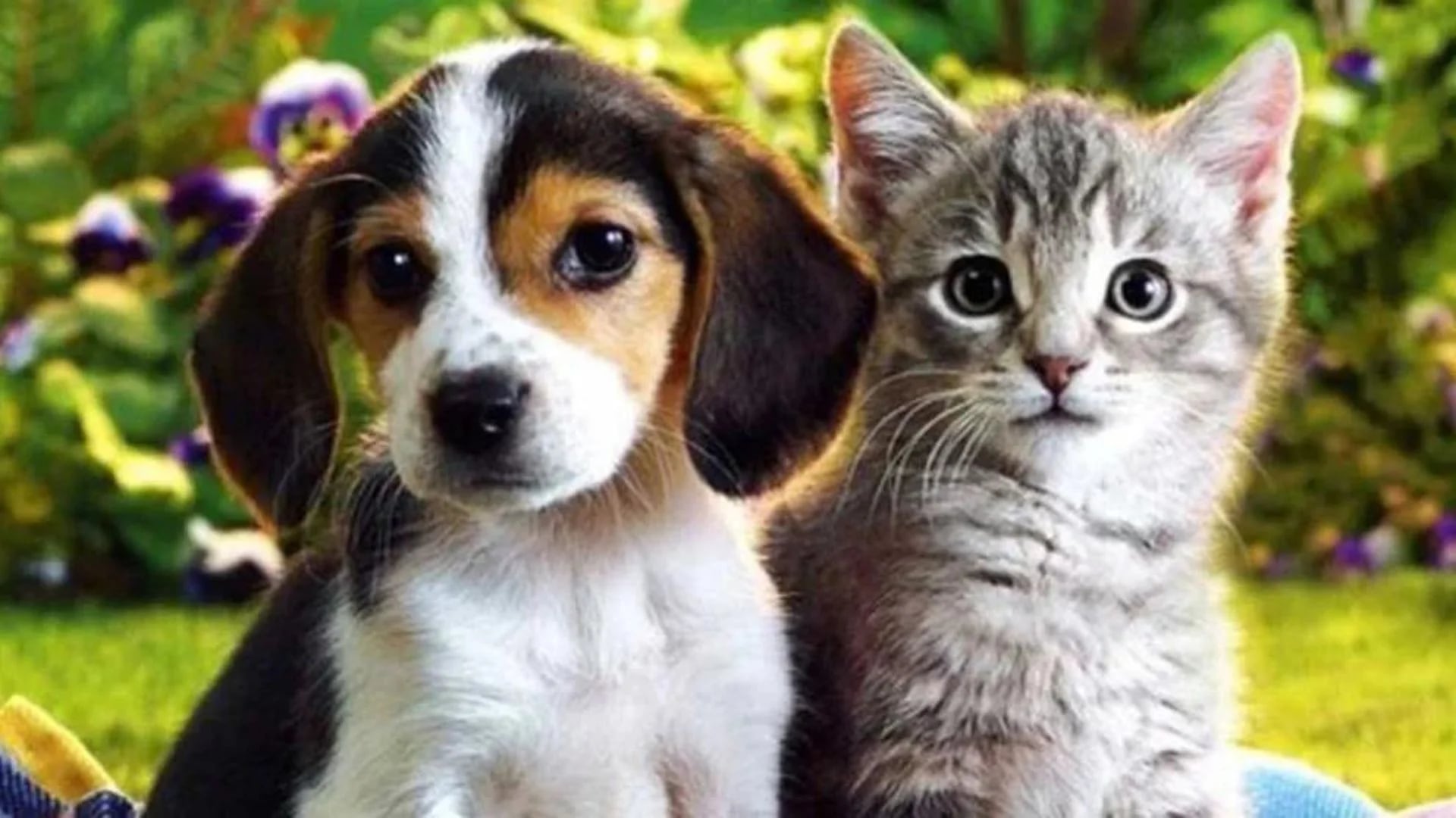 Кошечки собачки урожай. Домашние животные. Собачки и кошечки. Красивые котята и собачки. Щенок и котенок.