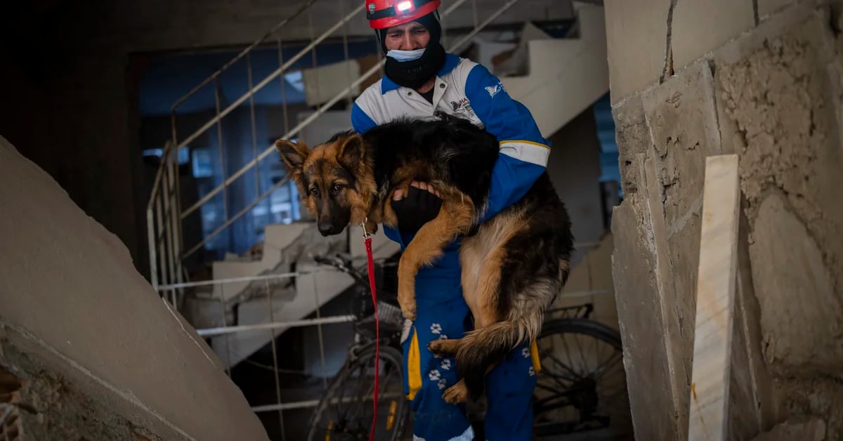 After Turkey earthquake, more rescuers search for pets