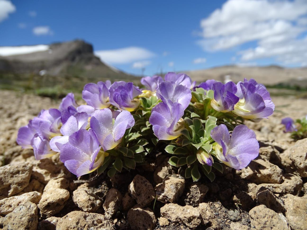 Esta especie se llama Viola cotyledon y se la observa cerca del Volcán Batea Mahuida, Neuquén/M. Ferreyra