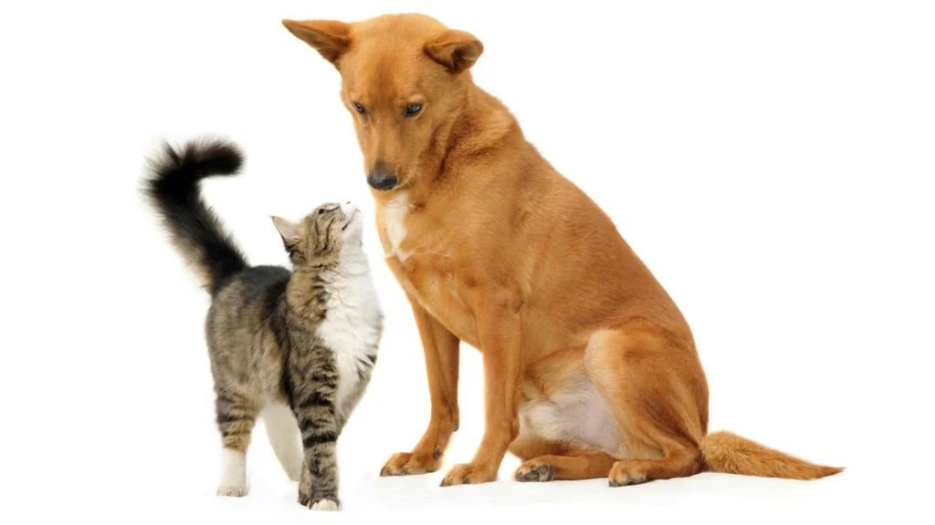 La carga afectiva de los dueños a sus mascotas es fundamental. (Shutterstock)