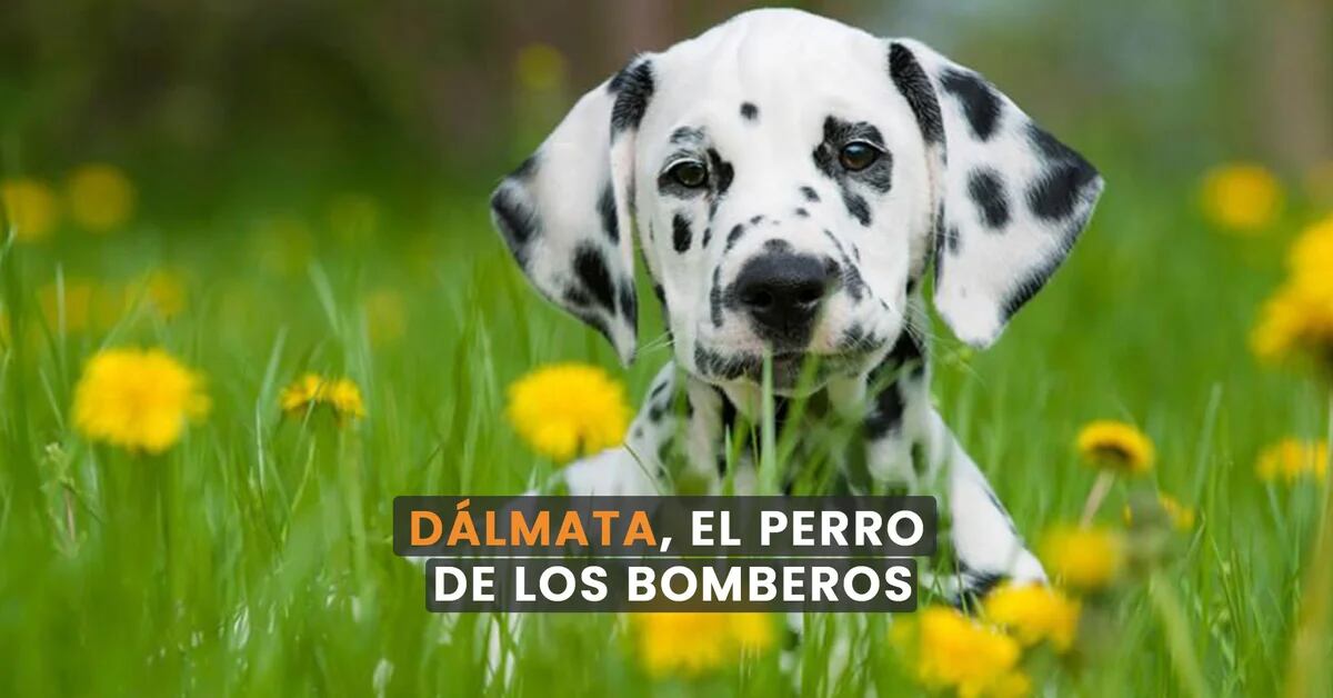 Dalmatian Dog, Fireman: What Characteristics Make It So Weird?