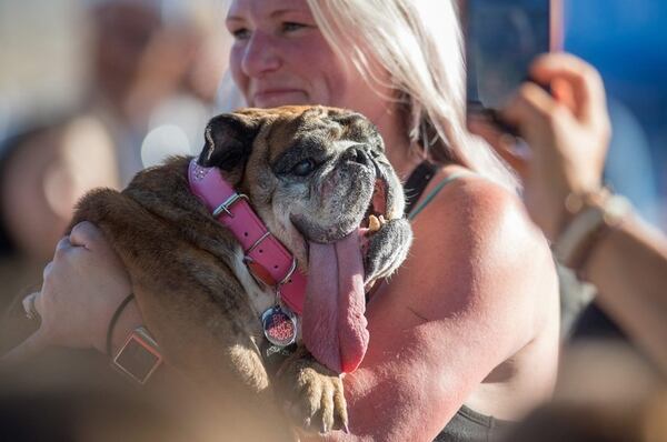 Zsa Zsa, Bulldog inglÃ©s, durante la competencia del perro mÃ¡s feo del mundo. AFP