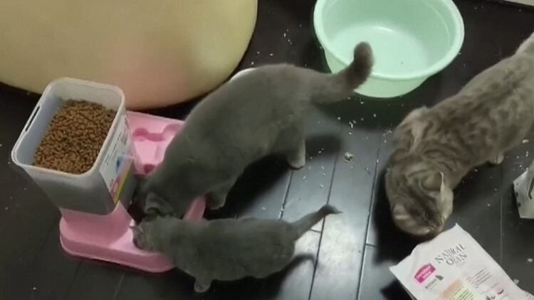 China: voluntarios rescatan animales abandonados por el coronavirus.