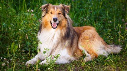  Lassie mostró como los Collies son valientes, leales, inteligentes, protectores y geniales con los niños (Shutterstock) 