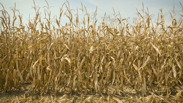 La cosecha de maíz se focaliza en el centro del área agrícola, en las provincias de Córdoba, Santa Fe y Buenos Aires