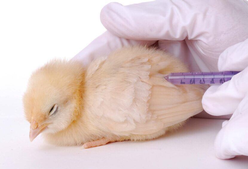 Senasa pide que los pollos lleguen acompañados de su programa de vacunación pollos. (Avicultura)