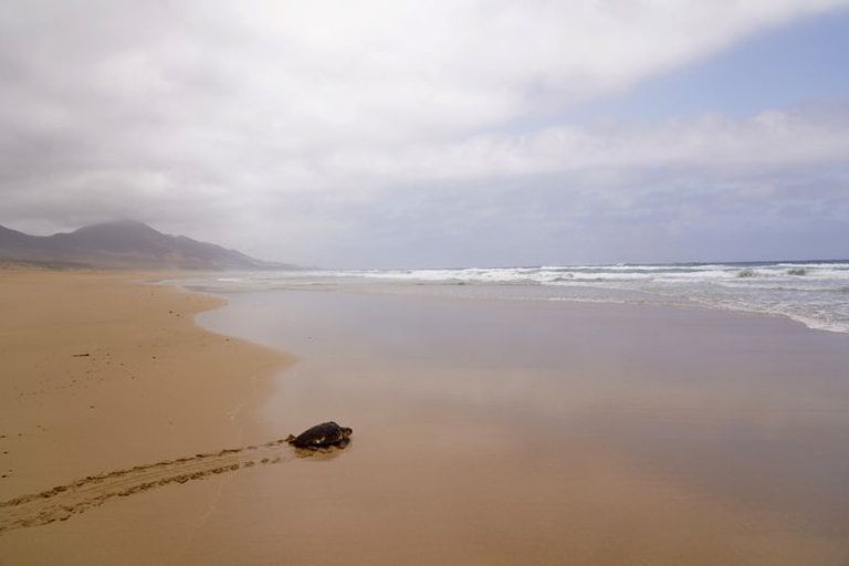 La temporada de este año, que empieza el 22 de octubre y termina el 4 de noviembre, ha registrado el nacimiento de 2,289 tortugas en la playa Mancha Blanca del Desemboque, en la costa del Mar de Cortés, municipio de Pitiquito, en Sonora (Foto: REUTERS/Juan Medina)
