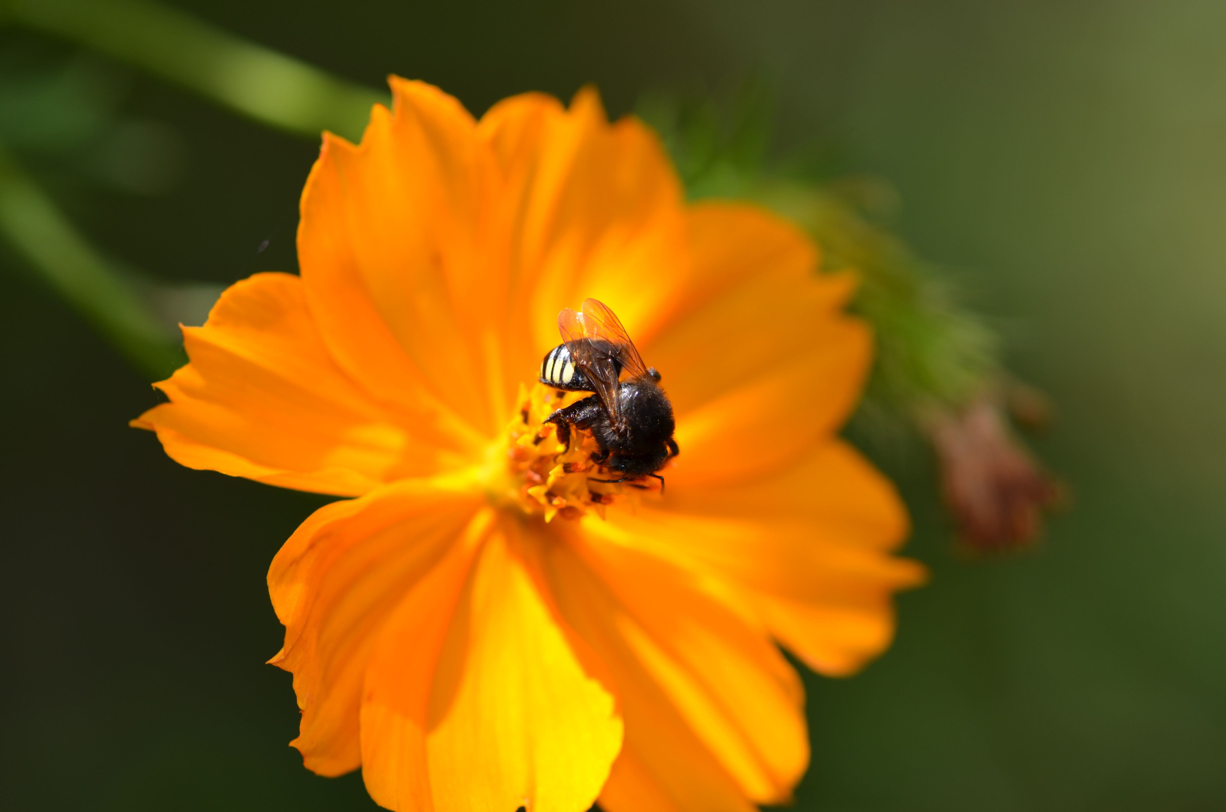 CAPTION
Stingless bee (Melipona quadrifasciata) collecting nectar
CREDIT
Christoph Grueter