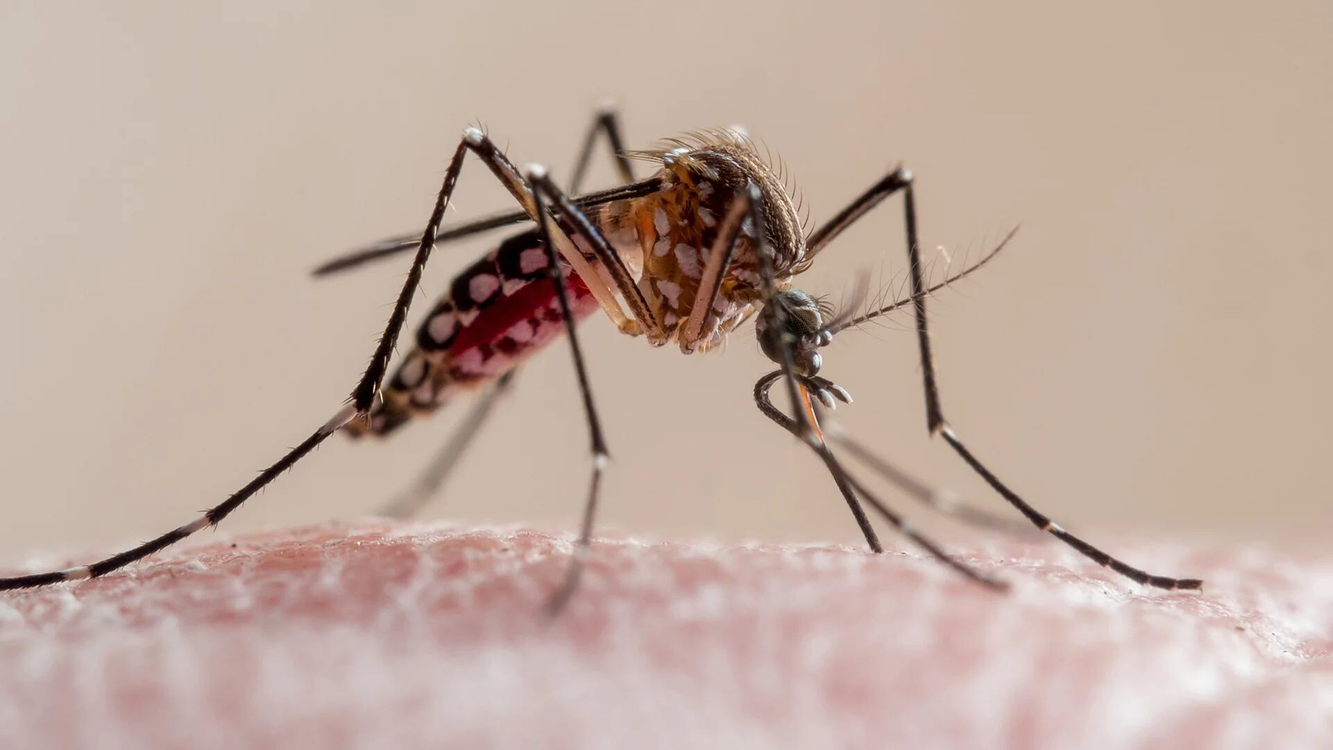 El dengue y otras infecciones transmitidas por mosquitos podrían aumentar por el impacto de El Niño (Crédito: Getty)
