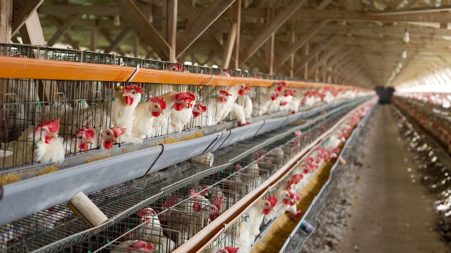 El virus de gripe aviar de alta patogenicidad H5N1 clado 2.3.4.4b surgió a partir de animales de producción en el exterior (Getty)