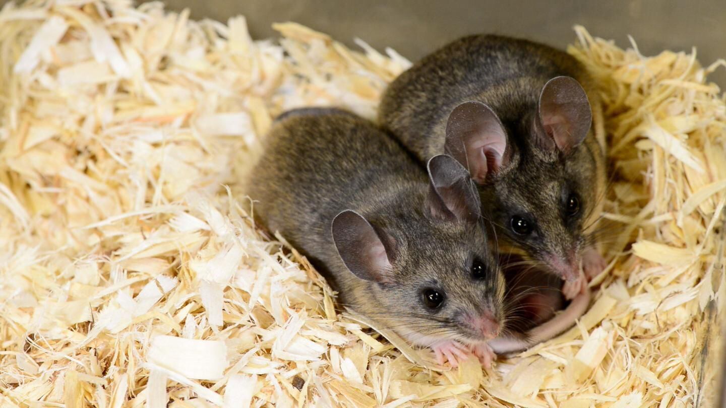 CAPTION The California mouse is used as a model for examining parental behaviors because they are monogamous and, much like humans, both male and female partners contribute to neonatal-rearing.  CREDIT Roger Meissen, Bond Life Sciences Center