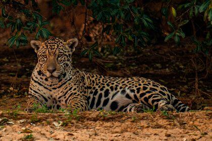 Calculan que hay alrededor de 1.800 jaguares en la Península de Yucatán, Oaxaca y Chiapas (EFE / Carlos Ezequiel Vannoni / Archivo)