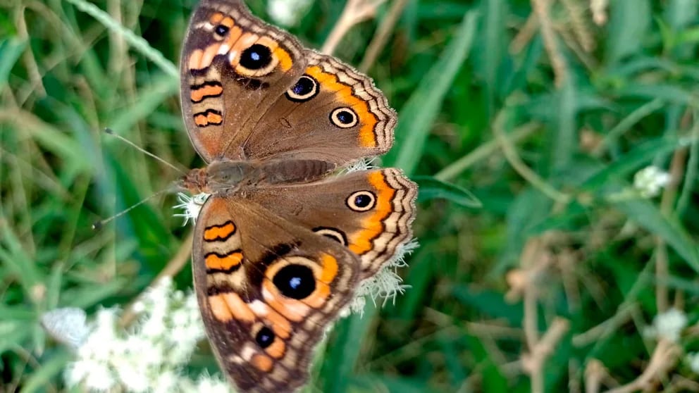 Por qué el AMBA se llenó con millones de mariposas “cuatro ojos”