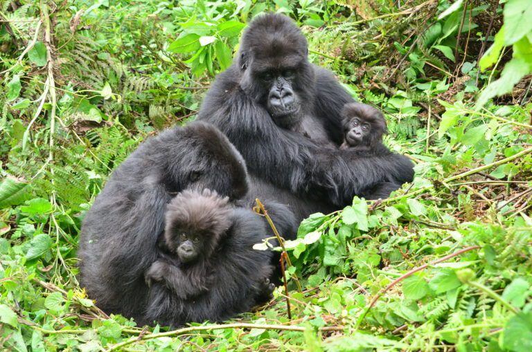 Descubren que los gorilas se golpean el pecho para indicar su tamaño(GORILLAFUND.ORG)