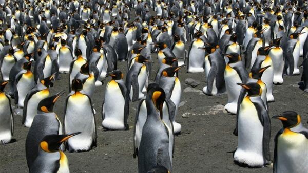Pingüinos rey en el archipiélago de las Crozet (AFP)