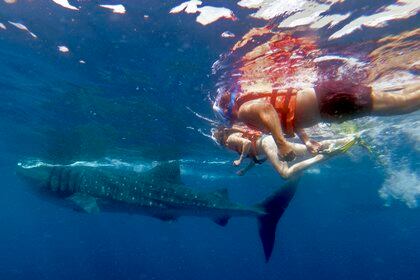 People swim next to a Whale Shark (Rhincodon typus) on September 9, 2018 in Isla Holbox, Quintana Roo state, Mexico. - The huge fish, which is in danger of extinction, visits the Mexican Caribbean every year and is the hope for the island's inhabitants, who long for the return of tourists, chased away by the COVID-19 pandemic. (Photo by Edier Rosado Cherrez / AFP)