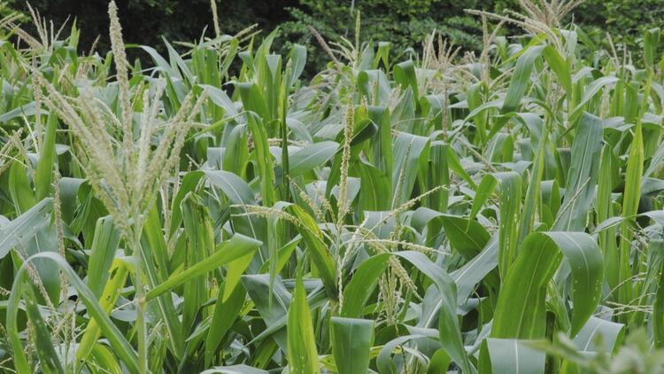 Los fertilizantes utilizados en la agricultura industrial también podrían ser los causantes del aumento de nutrientes que hacen crecer más rápido al sargazo (Foto: Cuartoscuro)