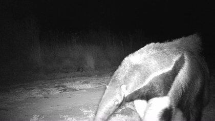 Una de las cámaras de los Parques Nacionales registraron el andar lento de un oso hormiguero. 