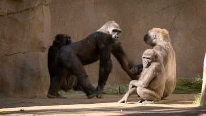 Los primates comenzaron a tener tos el pasado 6 de enero (Foto: Captura de pantalla SAN DIEGO ZOO)