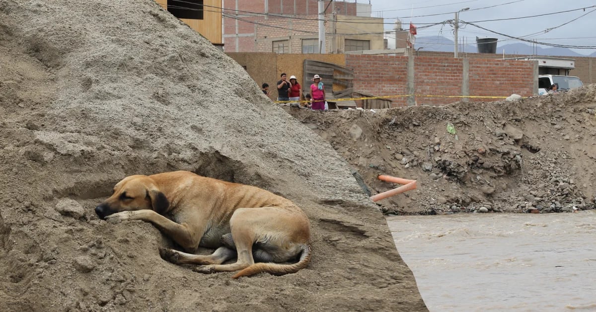The other victims of the huaicos: pets are abandoned in the floods and await the return of their families