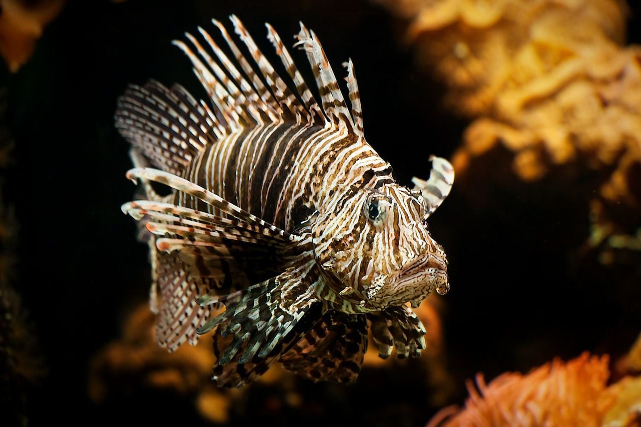 Reference image: lionfish. Taken from Pixabay