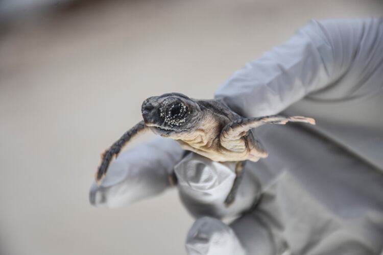 Cada año diversas especies de tortugas marinas llegan a nuestras costas a desovar. Hoy se llevó a cabo la primera liberación de crías del Programa de Protección y Conservación 2019 (ELIZABETH RUIZ /CUARTOSCURO.COM)