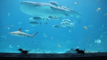 El Georgia Aquarium, una de las atracciones que hay en la ciudad para visitar (Reuters)