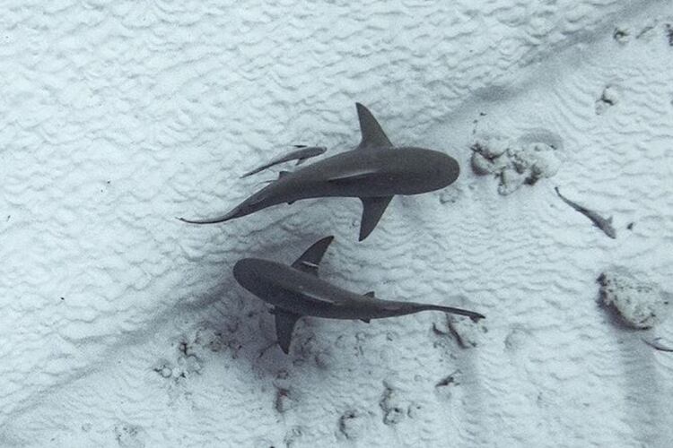 Se calcula que la población disminuyó 60% en los últimos 75 años (Foto: Twitter@codemarmx)