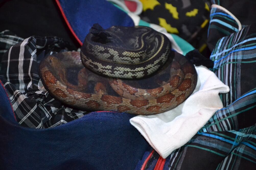 Gendarmería detuvo a un hombre que viajaba a Buenos Aires con serpientes, arañas y un ciempiés (GNA)