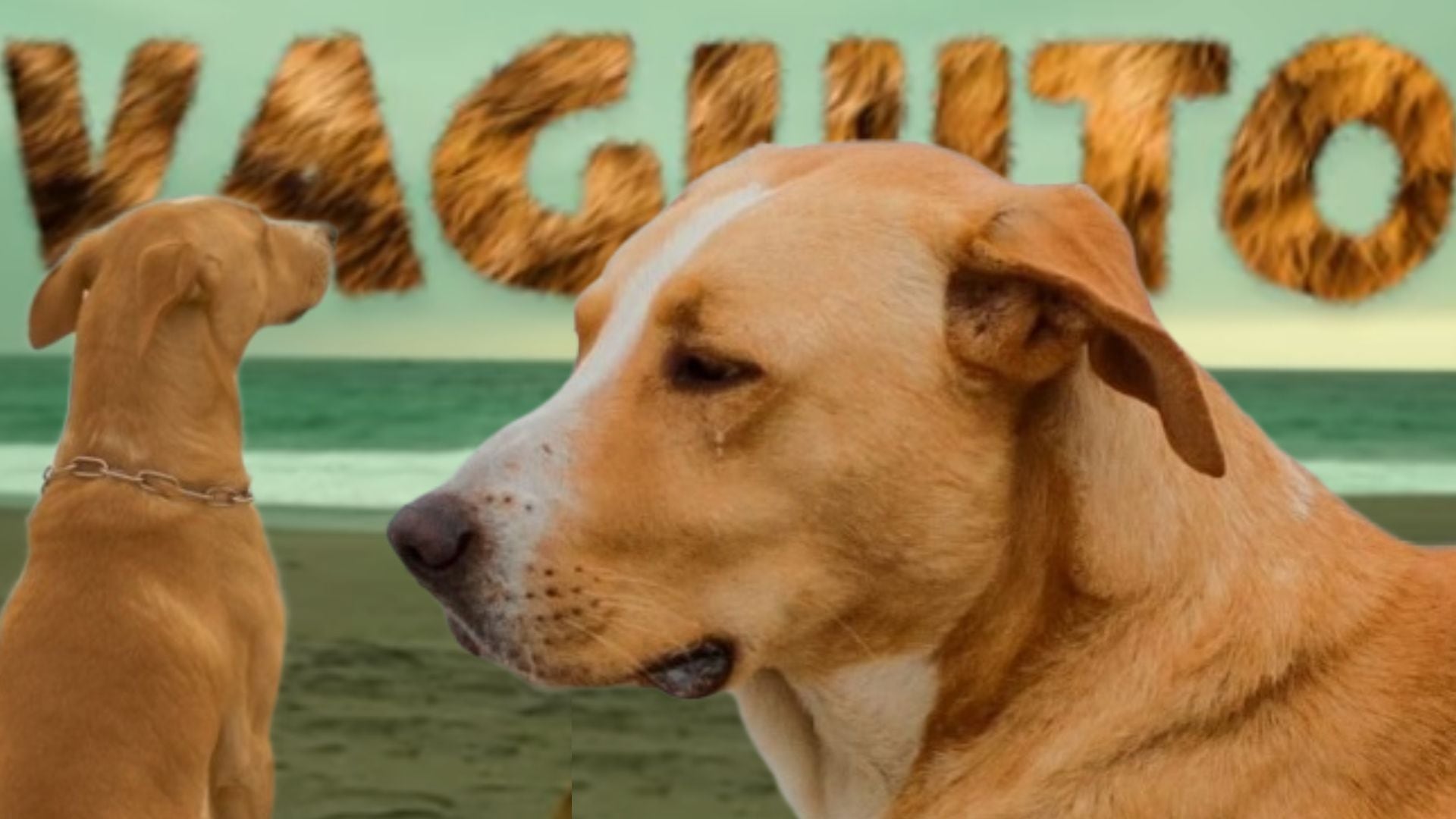 ‘Vaguito: te esperaré en la orilla’ es la película que cuenta la historia real de Vaguito, un perro que espera todas las mañanas a su fallecido dueño.