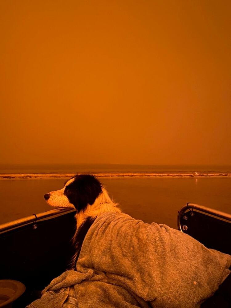 Un perro cubierto con una manta es visto contra un cielo anaranjado debido a los incendios forestales en Mallacoota, Victoria (George Mills/Social Media via REUTERS.)