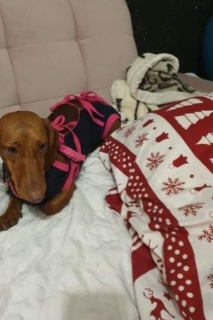 他开车去乌克兰救一只小狗,两天后在英国被盗