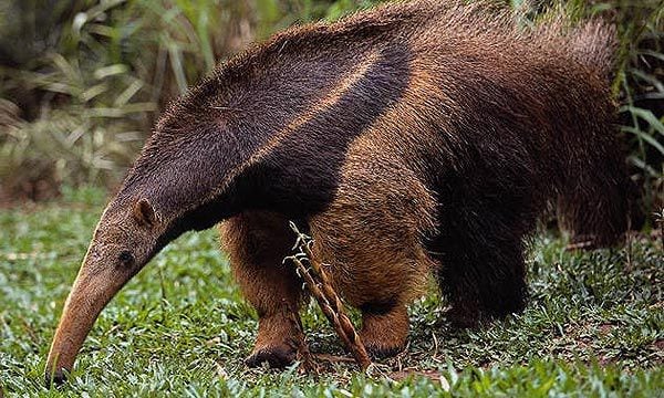 Una cámara nocturna registró la presencia de un oso hormiguero, una especie vulnerable en Córdoba