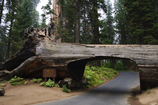 Un árbol de secoya, conocido como el árbol cabaña del pionero (en inglés Pioneer Cabin Tree), en el parque estatal Calaveras Big Trees de California, cayó al suelo en enero de 2017, luego de una tormenta que azotó a California y Nevada. Los visitantes aún pueden explorar el Parque Estatal Calaveras Big Trees