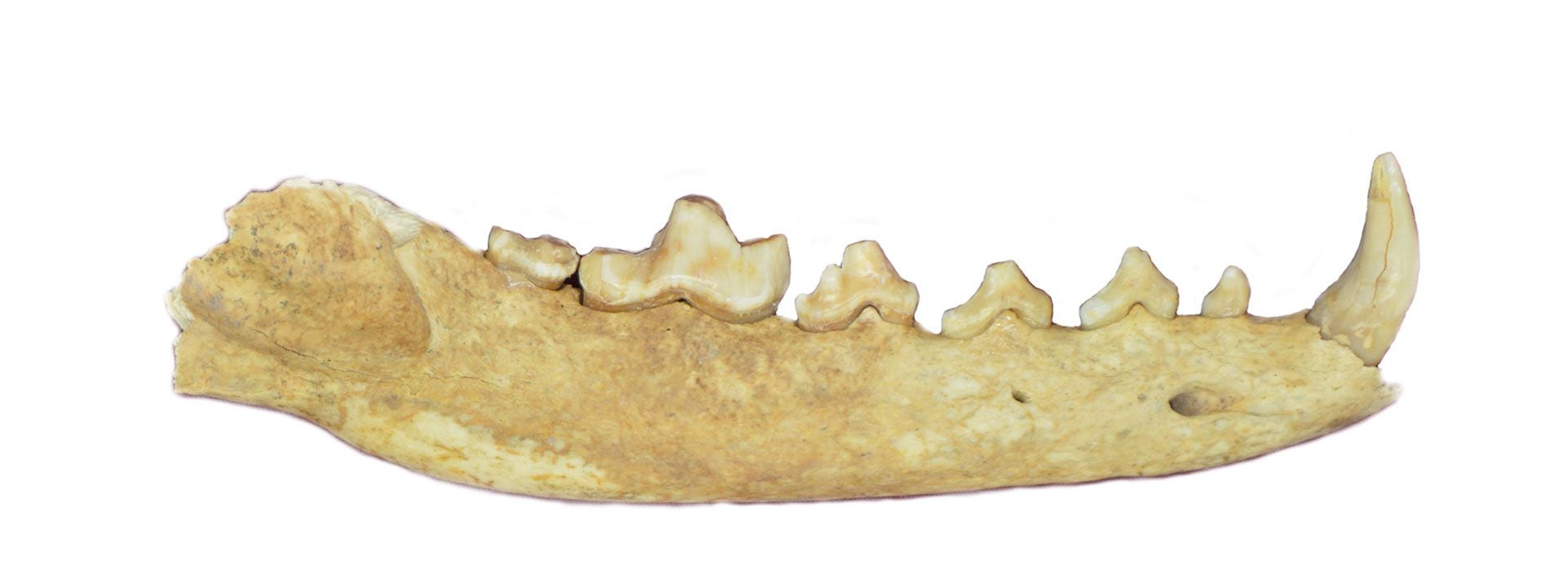 La mandíbula del ejemplar de Dusicyon avus que se investigó en Cañada Seca-1. Los investigadores hicieron análisis genéticos y revelaron que el zorro no sufrió hibridación con perros domésticos/
Francisco Prevosti (Conicet)