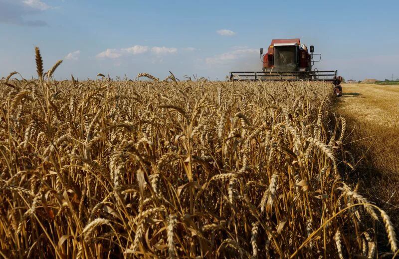 Una cosechadora de trigo en un campo de la región de Zaporizhzhia (Reuters)