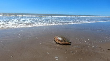 El regreso al mar una tortuga cabezona de 59 kilos que quedó atrapada en redes de pesca. (Mundo Marino)