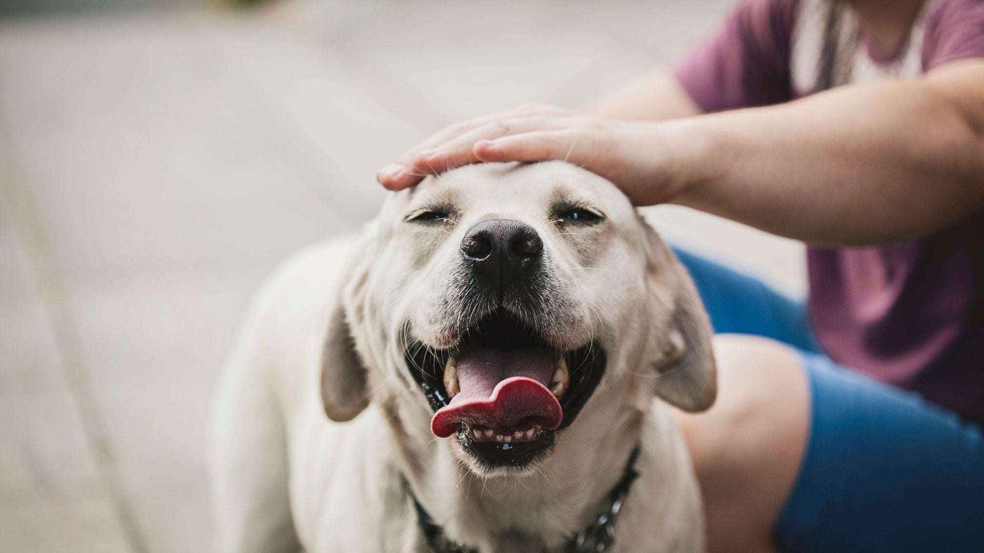 Los perros ajenos pueden acercarse solo para olfatear a las personas, no para dejar que lo acaricien (Getty)