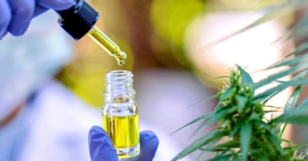 Minsa announces that the use of medical and therapeutic cannabis is already regulated
