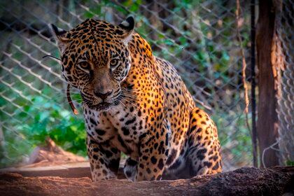 Tania, la hembra jaguar nacida en cautiverio, en el Parque Nacional El Impenetrable, provincia de Chaco (EFE/Matias Rebak/Fundación Rewilding)
