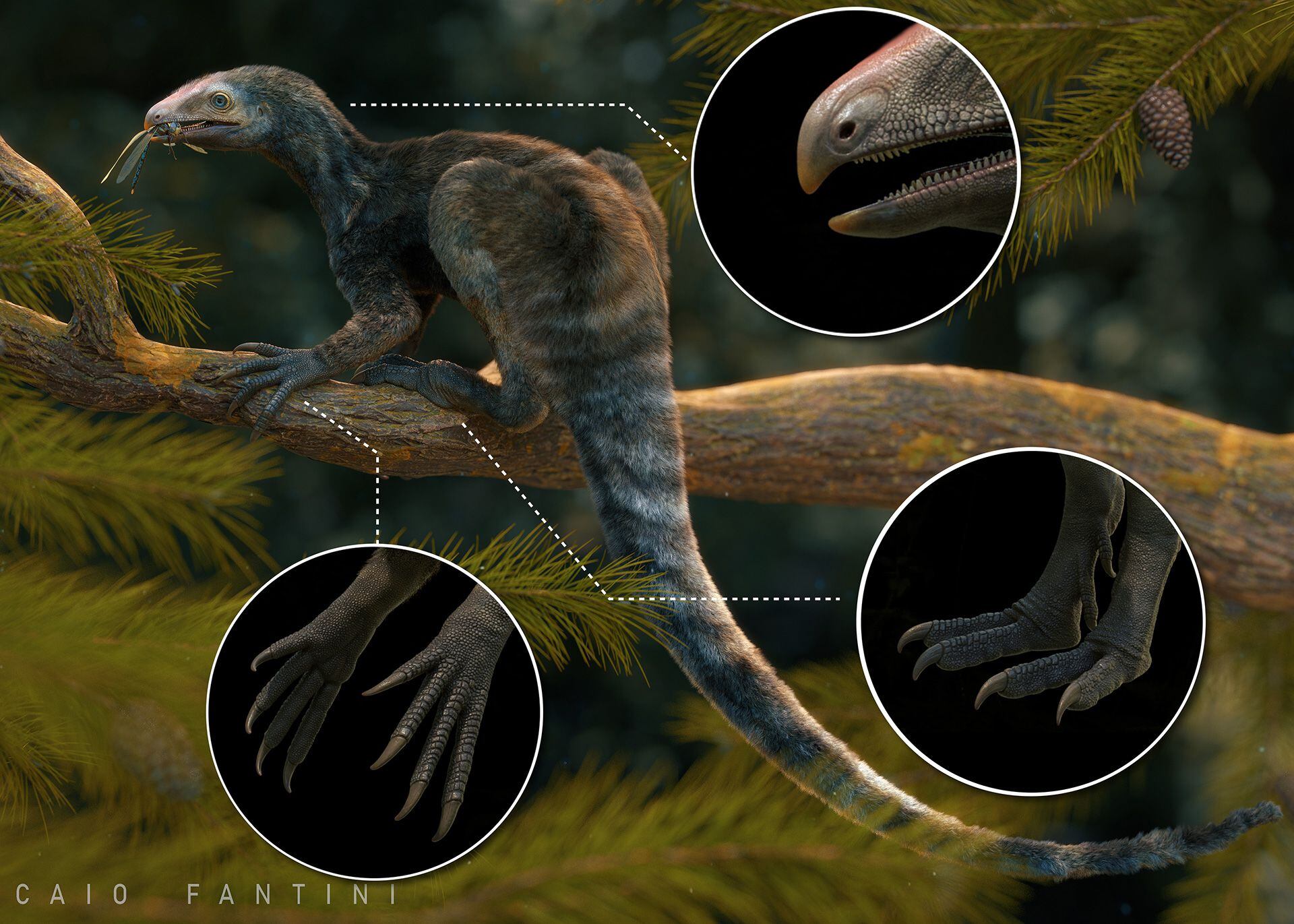 El Venetoraptor es un tipo de lagerpétido. El análisis comparativo de sus restos fósiles demostró su cercanía mayor con los pterosaurios/
Caio Fantini