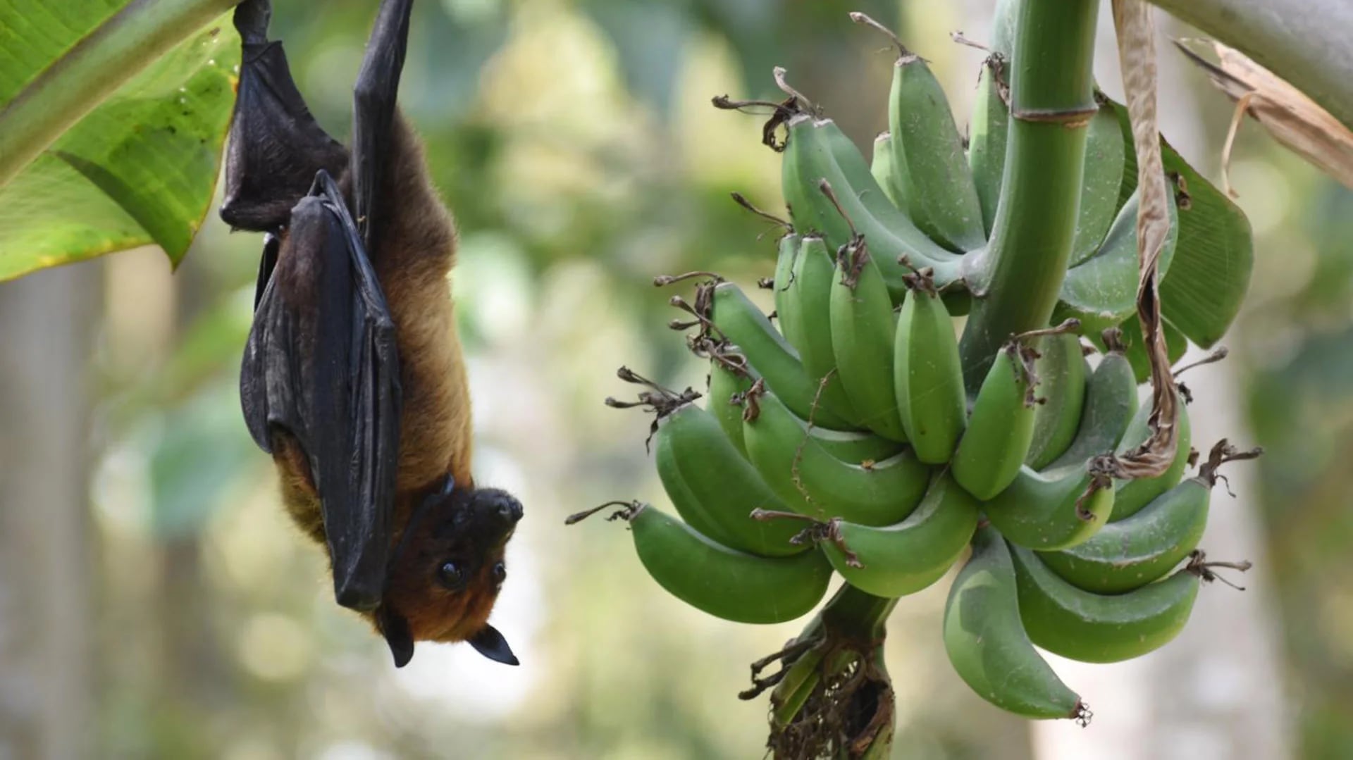 El virus Nipah fue aislado y descripto por primera vez en 1999. Un grupo de murciélagos que viven en Asia son reservorio de esos patógenos
(National Institute of Allergy and Infectious Diseases (NIAID)