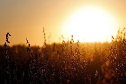 Puesta de sol en un campo de soja en Chivilcoy, en las afueras de Buenos Aires (REUTERS/Agustín Marcarian)