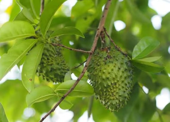 Esta fruta tiene un sabor que es una mezcla entre dulce y ácido, similar a la combinación entre fresa y piña o mango y piña (Getty Images)