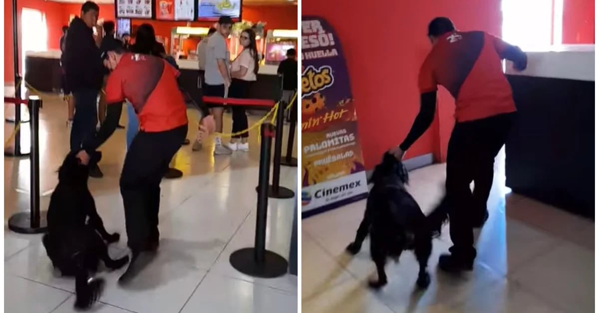 They showed a Cinemex employee in Morelia cruelly abducting a dog