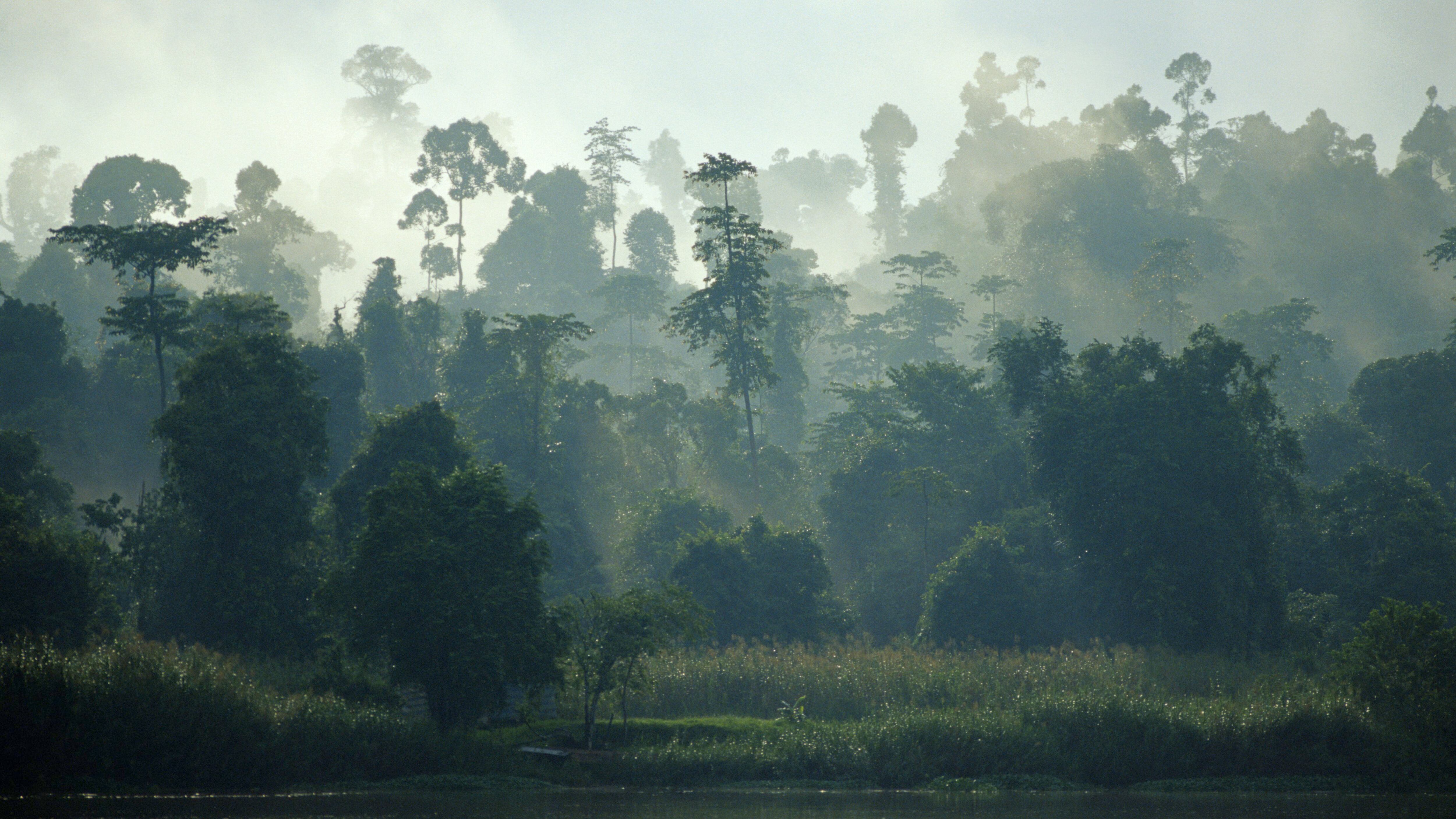 Algunas naciones del sudeste asiático han hecho todo lo posible para contrarrestar la conclusión científica de que su industria de la palma de aceite está liberando enormes cantidades de carbono (Getty)