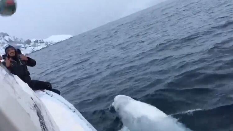 Una ballena beluga mostró su talento para jugar rugby y las redes sociales quedaron encantadas con sus habilidades. (Foto: captura de pantalla)