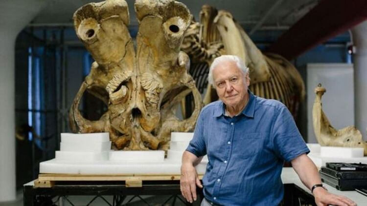 El naturalista David Attenborough y un grupo de científicos examinaron el esqueleto de Jumbo para un documental de la BBC. (Humble Bee Films)